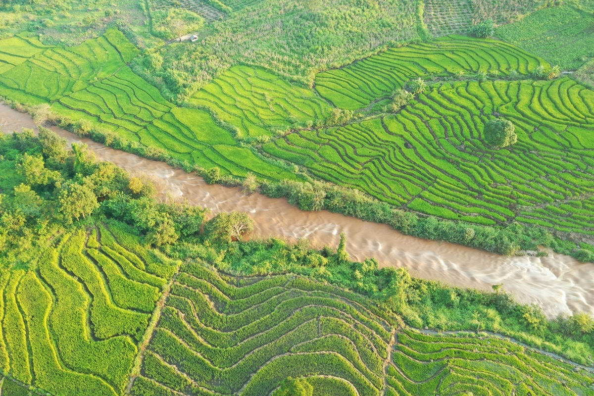 Ruộng lúa Chư Sê nằm cách TP Pleiku khoảng 40 km